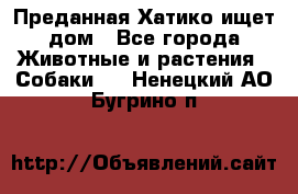 Преданная Хатико ищет дом - Все города Животные и растения » Собаки   . Ненецкий АО,Бугрино п.